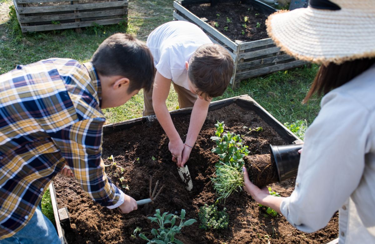 Plantando aromáticas en familia Jardinería: plantas aromáticas