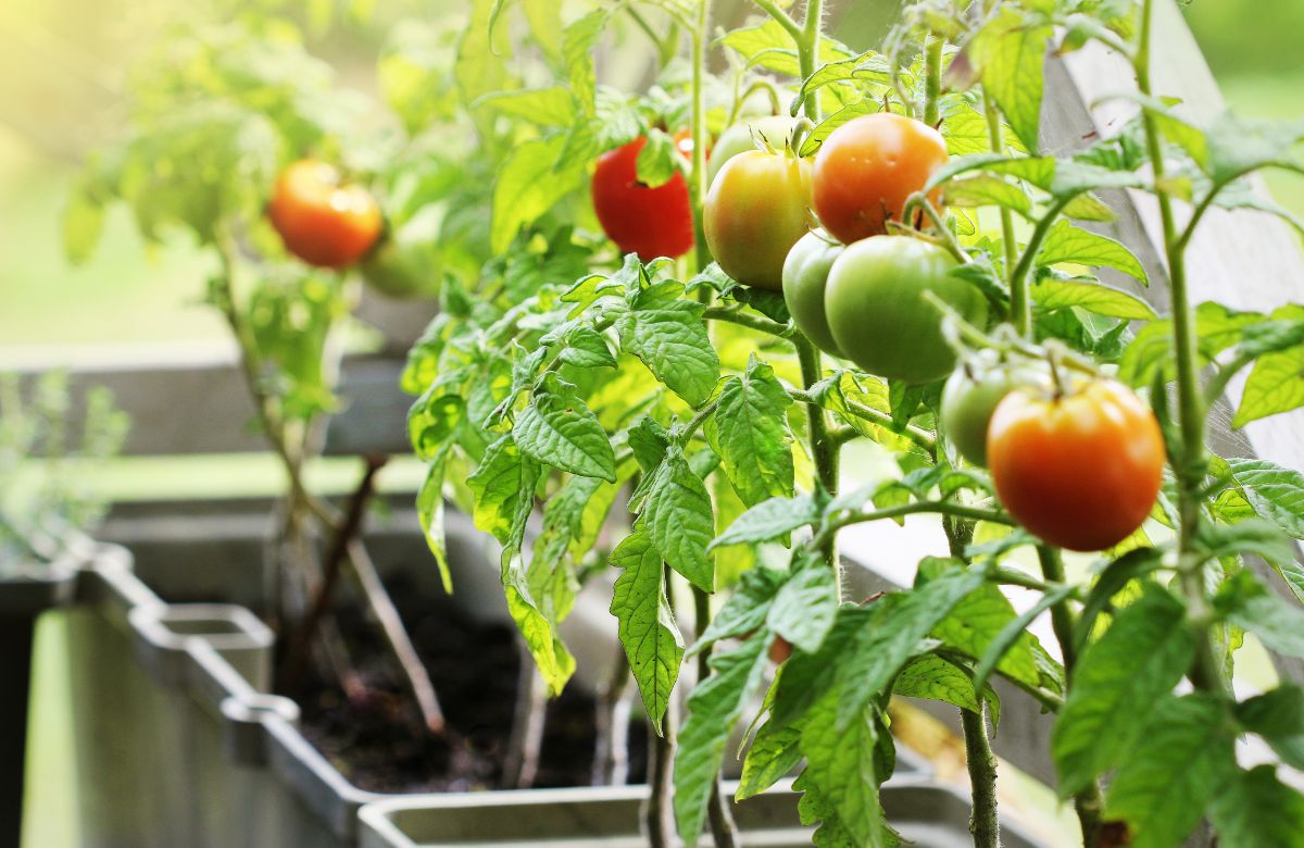 Empezar por plantar tomates, una buena idea tomateras de huerto casero