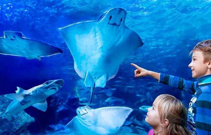 AquaDom AquaDom
