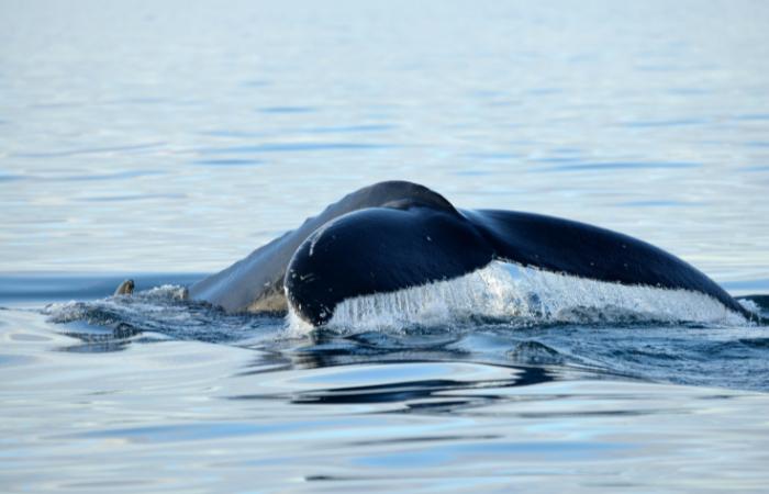 Observa de cerca los cetáceos de la zona reikiavik avistamiento ballenas