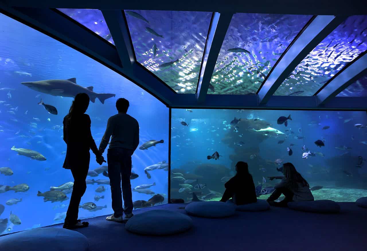 palma acuarium palma acuarium