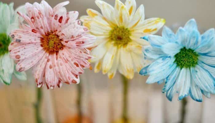 ciencia para preescolares flores de colores Experimentos científicos para niños de preescolar