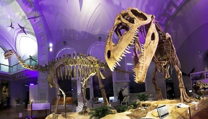 Museo de Historia Natural Helsinki con niños Museo de Historia Natural Helsinki con niños