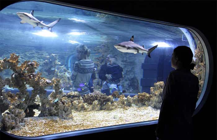 Bergen-con-ninos-acuario-de-bergen Bergen con niños, acuario