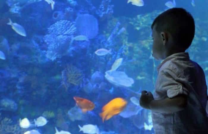 Acuario Inbursa con niños Acuario Imbursa | Ciudad de México con niños