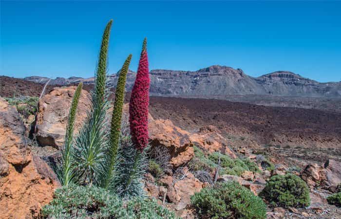Patrimonio Cultural en España: Parque Nacional del Teide para visitar en familia Parque Nacional del Teide | Patrimonio Cultural de España