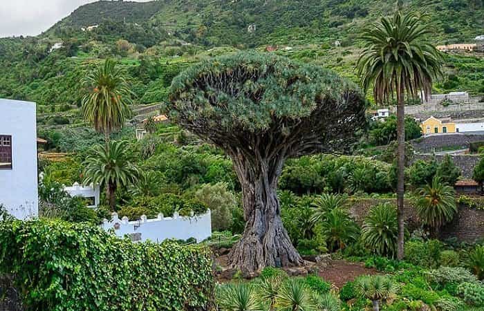 Parque del Drago en Tenerife
