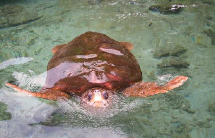 Acuario en Colombia Acuario de San Martín | Cartagena de Indias con niños