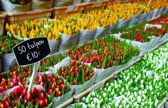 Mercado de las flores en Holanda Mercado de las flores | Viajar a Ámsterdam con niños