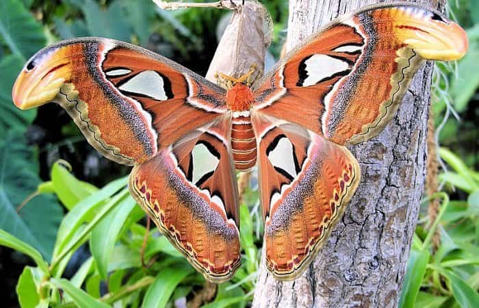 La Casa de las Mariposas en Austria La Casa de las Mariposas de viena