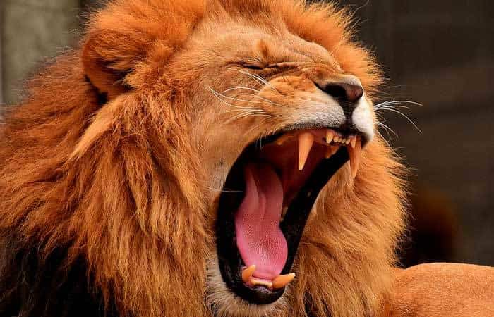El carnaval de los animales