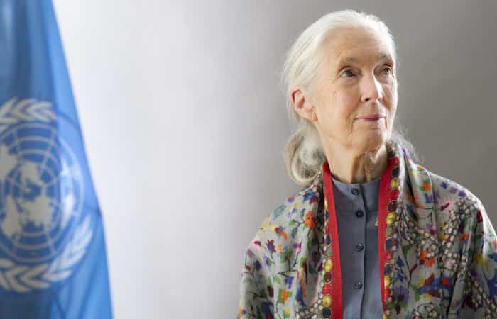 Jane Goodall