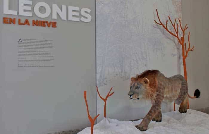 Leones en la nieve