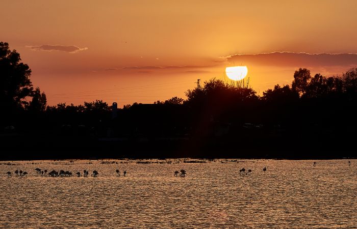 Paisaje de Doñana al caer el sol Puestas de sol: en Doñana