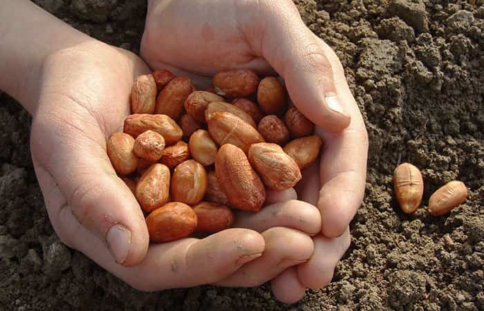 El poder de los superalimentos para la nutrición de nuestros hijos