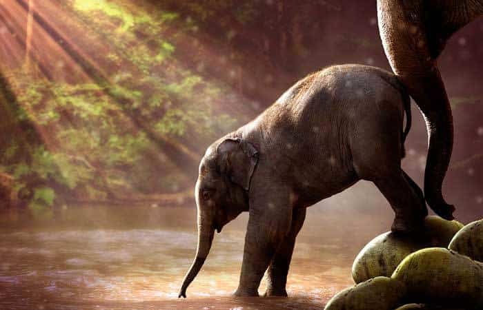 Historia de Babar, el pequeño elefante