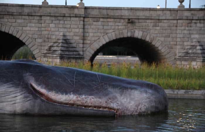 Whale, la ballena varada del Manzanares