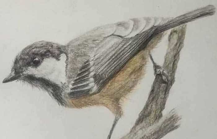 Illustraciencia