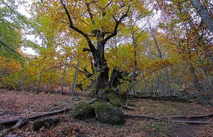 Castaños del Temblar en Cáceres