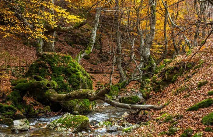 Bosque del Faedo de Ciñera de Gordón en León