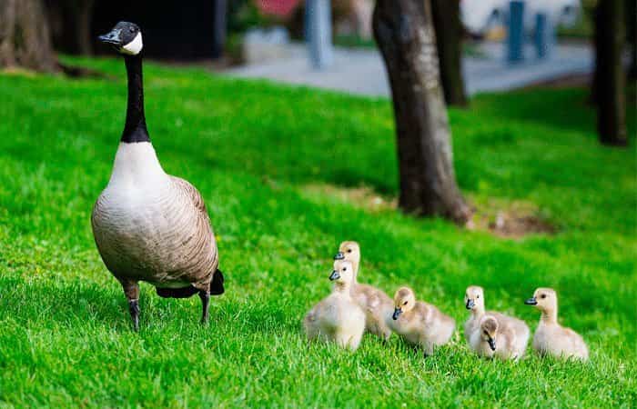 Cómo hacer reír a tus hijos: chiste pato