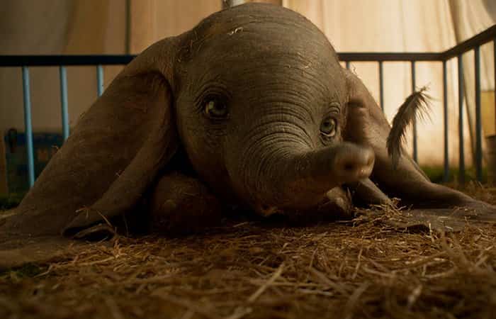 Dumbo