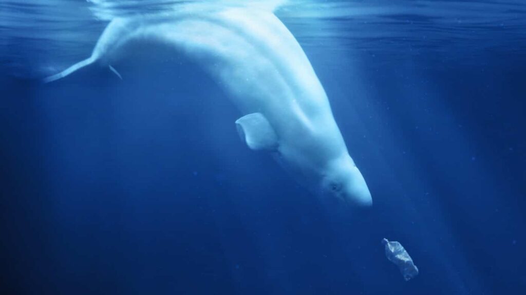 oceano de plastico Oceano de plástico