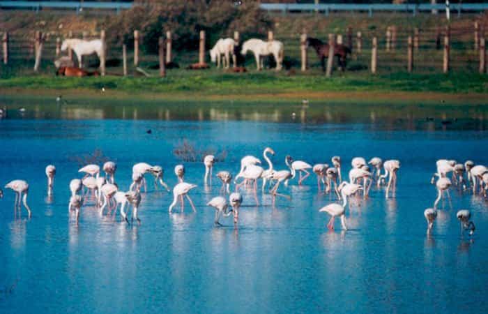 Parque-de-Donana Parque de Doñana