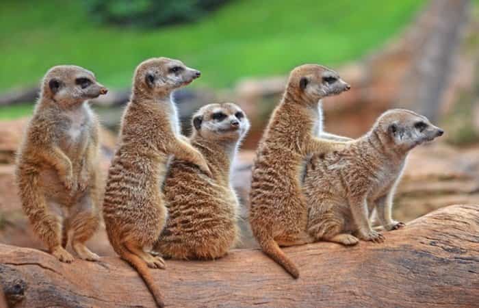 suricatos-bioparc-valencia Bioparc de Valencia