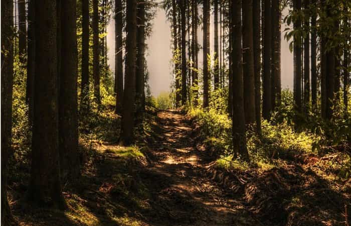 Estar en contacto con la naturaleza tiene efectos positivos en la salud
