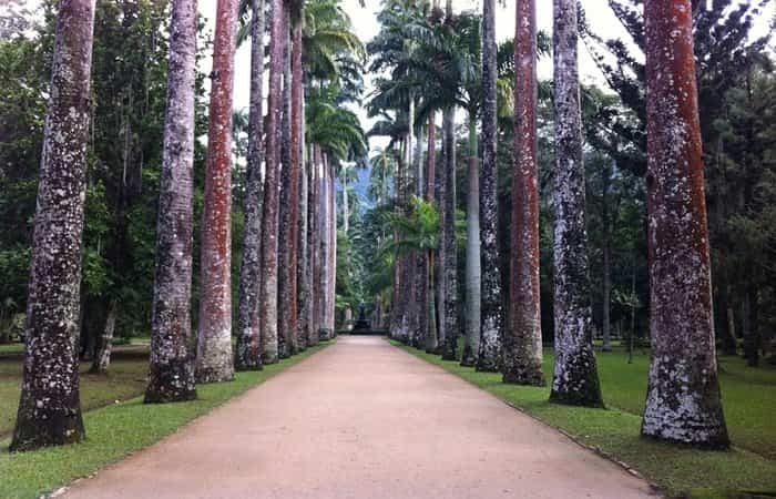 brasil-jardin-botanico-paseo-de-palmeras Brasil, avenida de palmeras en el Jardín Botánico de Río de Janeiro