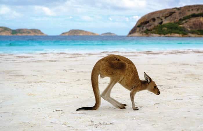 destinos-exoticos-y-seguros-australia-lucky-bay Australia se encuentra en nuestra lista de destinos exóticos y seguros a los que ir con familia