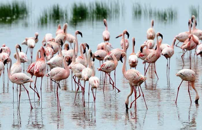 destinos-exoticos-y-seguros-kenya-lago-nakuru Hay destinos exóticos y seguros ideales para ir en familia, uno de ellos es Kenya