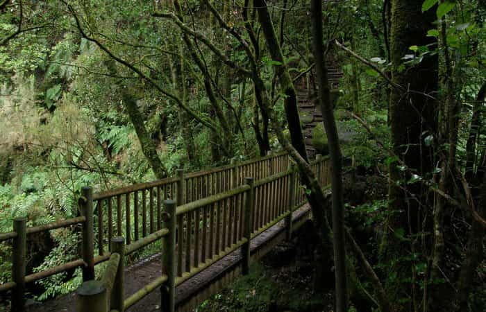 Parque Natural de Las Nieves y Bosque de los Tilos en La Palma