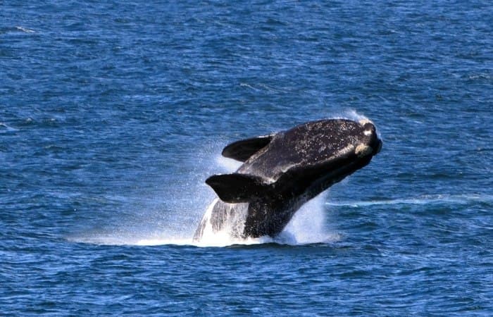 Hermanus sudáfrica