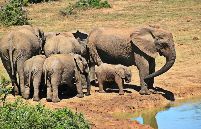 Parque Nacional Kruger sudáfrica