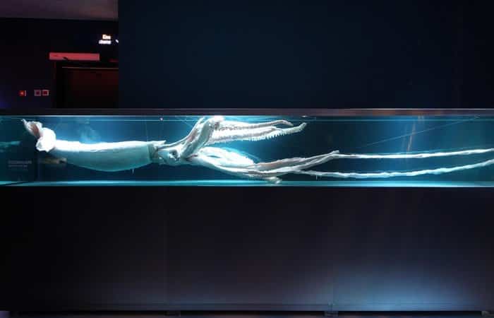 Calamar Gigante de 6 metros de largo Ozeaneum, Stralsund Ozeaneum, Stralsund (Alemania)