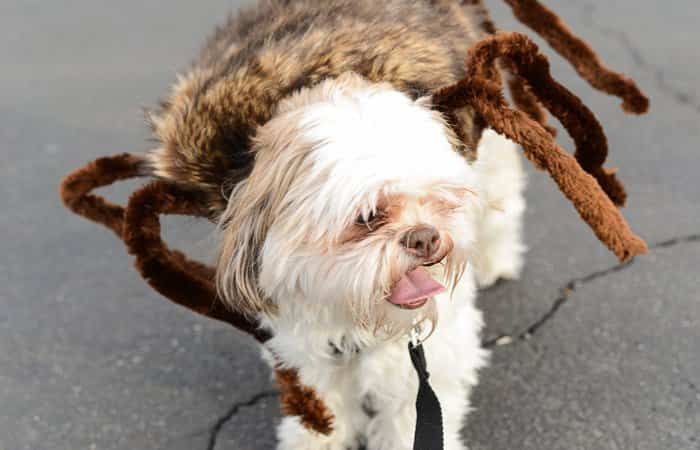 Disfraces de Halloween para mascotas de araña Disfraces de Halloween para mascotas de araña