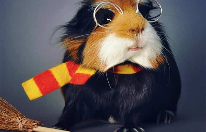 Disfraces de Halloween para mascotas de Harry Potter Disfraces de Halloween para mascotas de Harry Potter