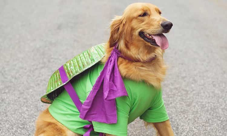 Disfraces de Halloween para mascotas de Tortuga Ninja