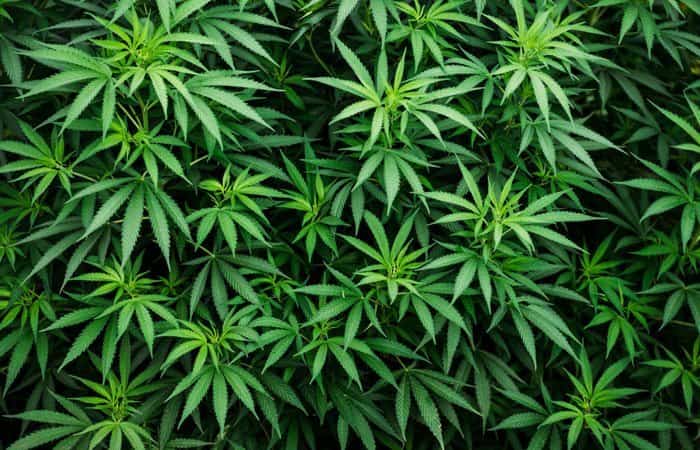 Cómo saber si mi hijo consume marihuana Marihuana