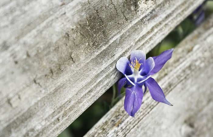 Tipos de niños orquídeas