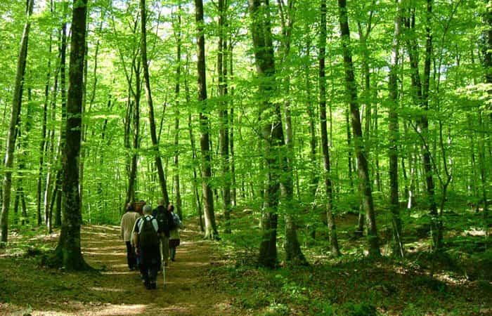 Hayedo de Jordá en Santa Pau, Girona