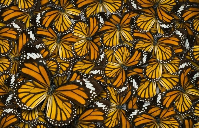 Mariposario de Níjar en Almería