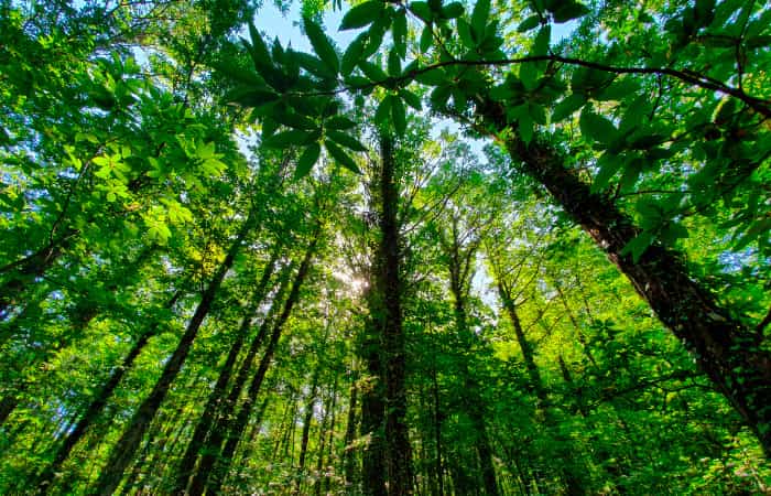 Bosques de Ambroz en Cáceres
