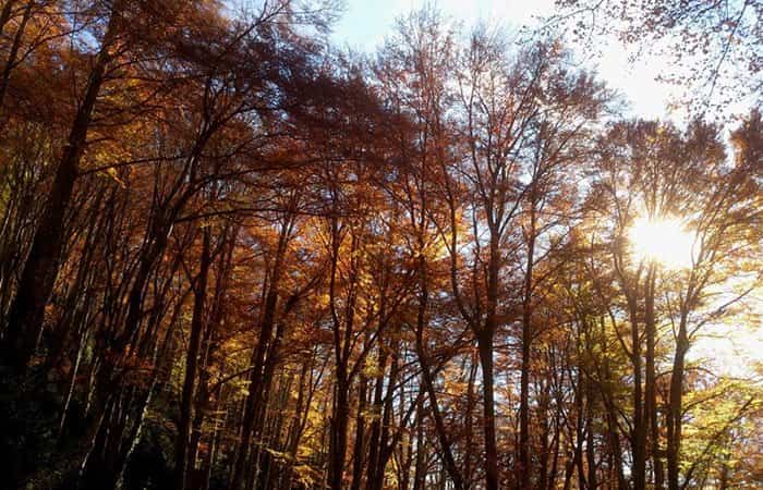 Bosque de la Grevolosa en San Pedro de Torelló, Barcelona