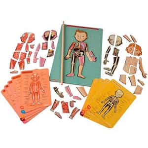 Juego de anatomía magnético