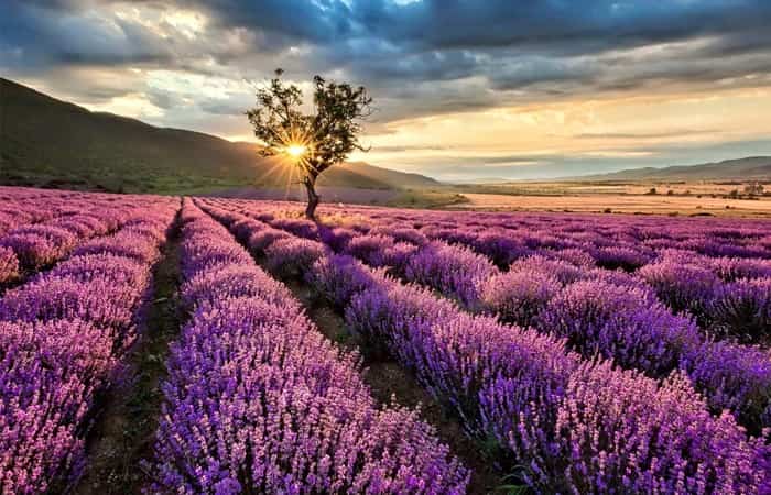 campos de flores campos de flores