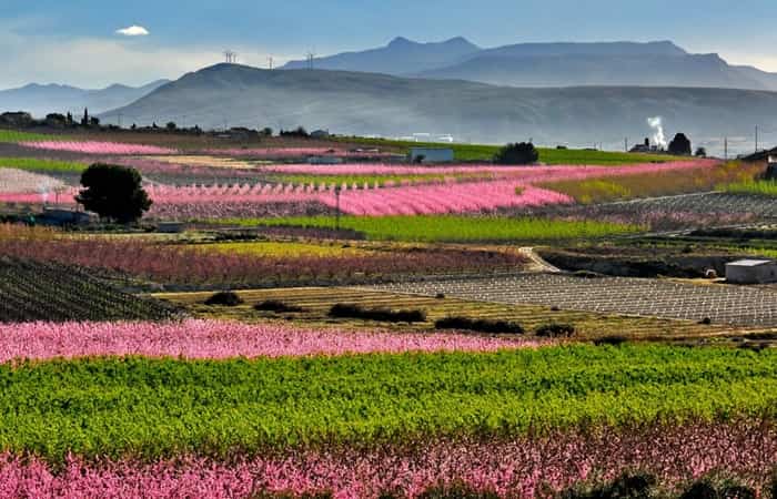 campos de flores campos de flores
