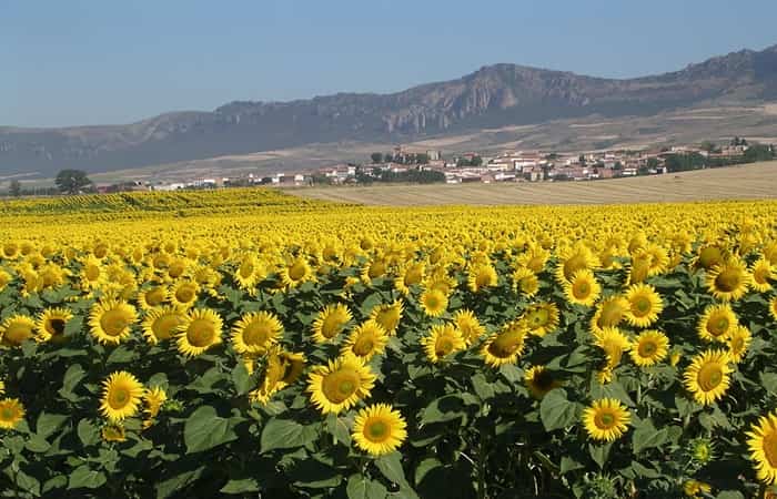 campos de flores campos de flores